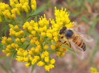 PRINCIPALES CARACTERÍSTICAS DE LA MIEL - KEY FEATURES OF HONEY PRINCIPALES CARACTERÍSTICAS DE LA MIEL - KEY FEATURES OF HONEY