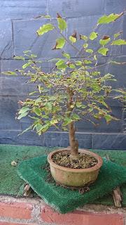 Un bosque de Celtis Un bosque de Celtis