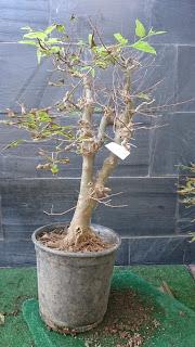 Un bosque de Celtis Un bosque de Celtis