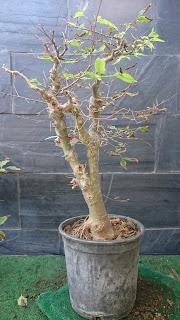 Un bosque de Celtis Un bosque de Celtis