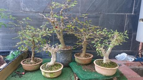 Un bosque de Celtis Un bosque de Celtis