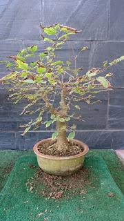 Un bosque de Celtis Un bosque de Celtis