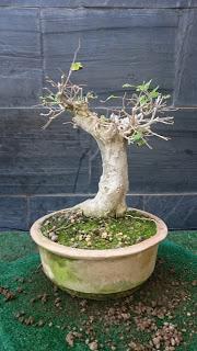 Un bosque de Celtis Un bosque de Celtis