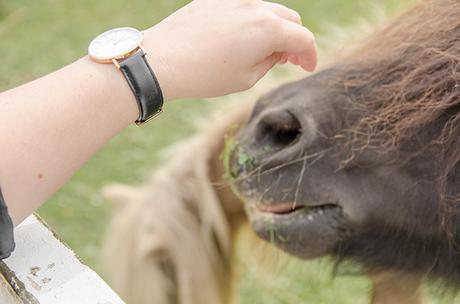 daniel-wellington-watch daniel-wellington-watch