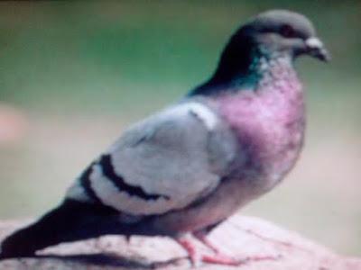 EL RECREO - INTENTAN DESAPARECER FAUNA DE PALOMAS EN CHACAITO EL RECREO - INTENTAN DESAPARECER FAUNA DE PALOMAS EN CHACAITO