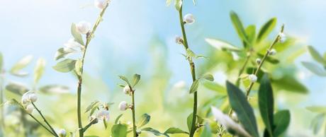 IN LOVE | BÁLSAMO CORPORAL ATERCIOPELADO DE ALMENDRA DE L'OCCITANE. IN LOVE | BÁLSAMO CORPORAL ATERCIOPELADO DE ALMENDRA DE L'OCCITANE.