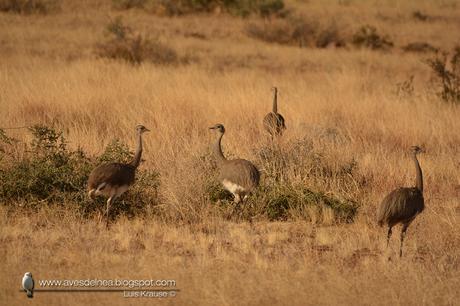 Choique (Lesser Rhea) Rhea pennata