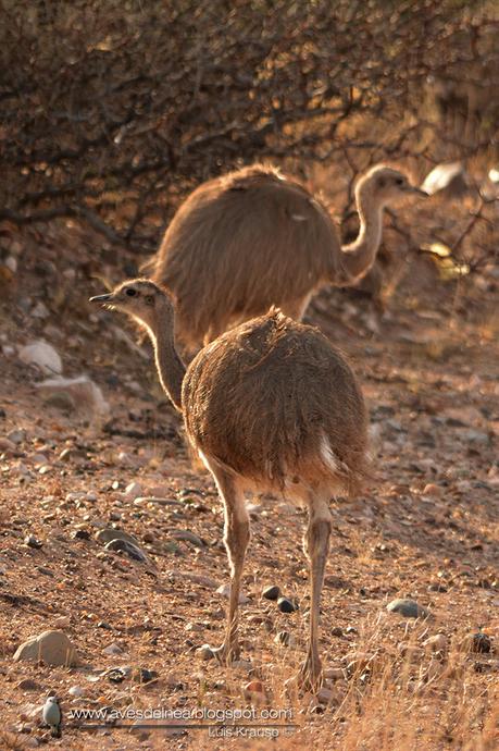 Choique (Lesser Rhea) Rhea pennata