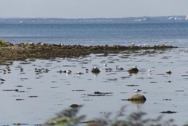 Midtjylland (Jutlandia Central) Mols Bjerge National Park