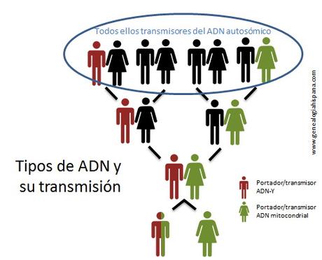 Transmisión del ADN