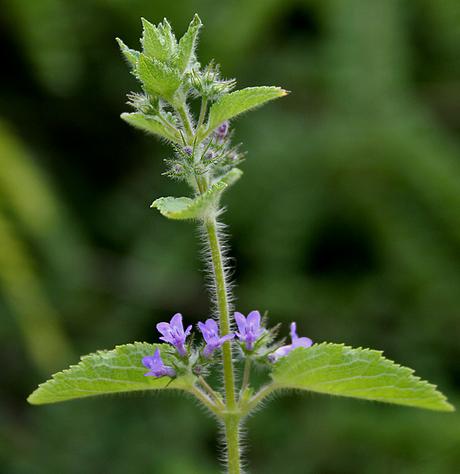 Té de Tulsi: Hierba sagrada de la India para la salud