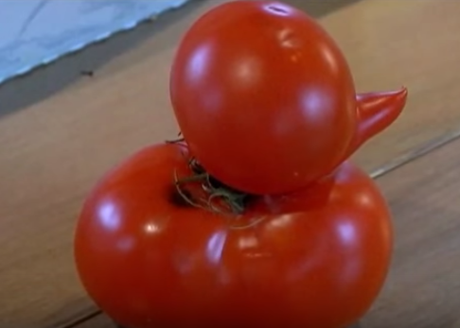 Un tomate en forma de pato