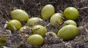 Una diosa en las pampas Una diosa en las pampas