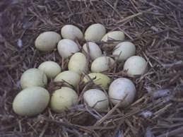 Una diosa en las pampas Una diosa en las pampas
