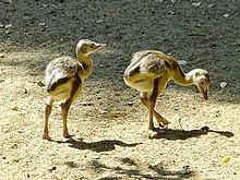 Una diosa en las pampas Una diosa en las pampas