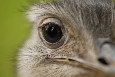 Una diosa en las pampas Una diosa en las pampas