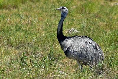 Una diosa en las pampas Una diosa en las pampas