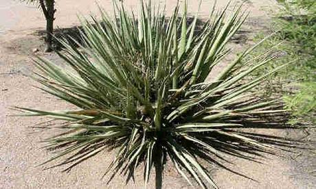 planta Yucca