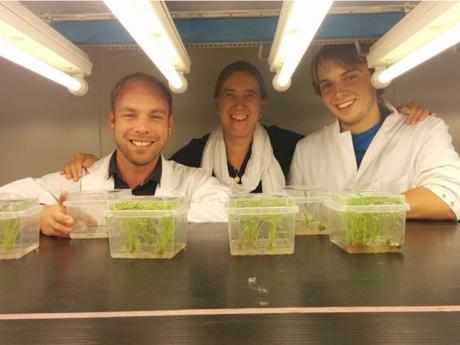 Arroz enriquecido con ácido fólico resistente a la degradación Ácido fólico en el arroz