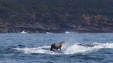 Foca surf en una ballena jorobada