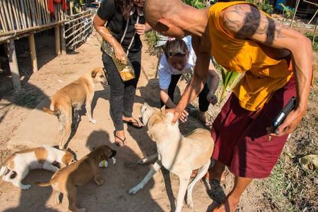 Refugio de perros callejeros en Birmania