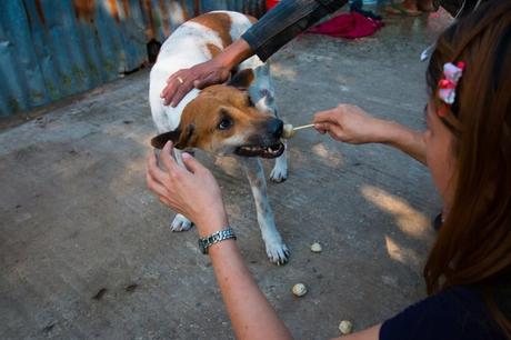Refugio de perros callejeros en Birmania