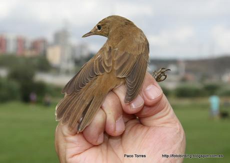 Acrocephalus scirpaceus Acrocephalus scirpaceus