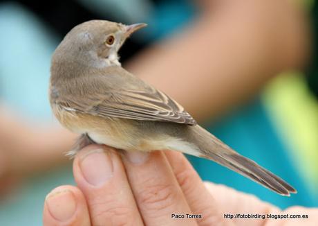 Sylvia cantillans ♂ Sylvia cantillans ♂