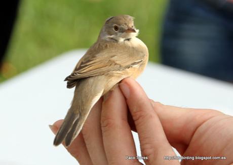 Sylvia cantillans ♂ Sylvia cantillans ♂