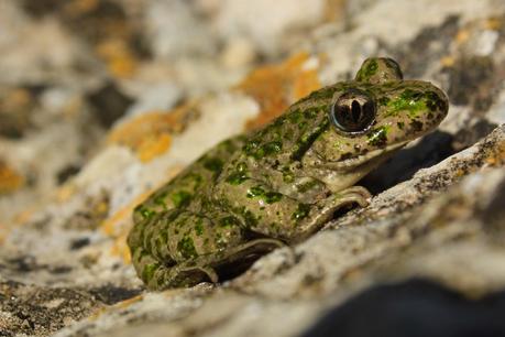 Día 3, parte 1: La Sierra de Chinchilla, de día Sapillo moteado (Pelodytes punctatus)
