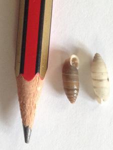 Día 3, parte 1: La Sierra de Chinchilla, de día Jaminia quadridens