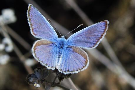 Día 3, parte 1: La Sierra de Chinchilla, de día Niña celeste (Polyommatus bellargus)