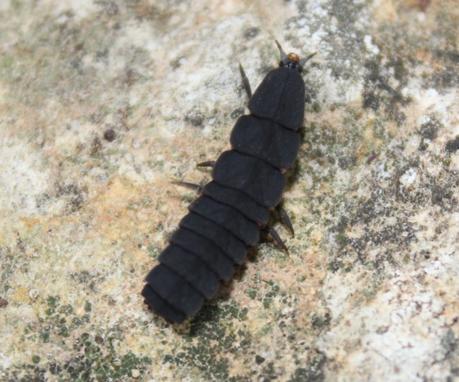 Día 3, parte 1: La Sierra de Chinchilla, de día Nyctophila reichii