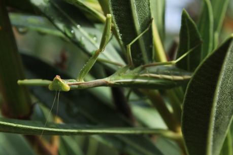 Día 3, parte 1: La Sierra de Chinchilla, de día Iris oratoria en postura de alerta, con ambas patas delanteras estiradas.