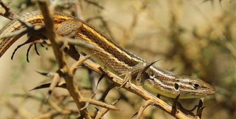 Día 3, parte 1: La Sierra de Chinchilla, de día Psammodromus jeanneae