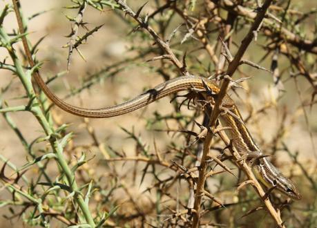 Día 3, parte 1: La Sierra de Chinchilla, de día Psammodromus jeanneae