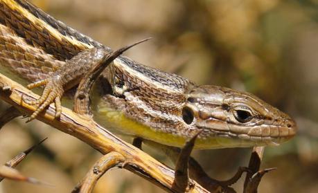 Día 3, parte 1: La Sierra de Chinchilla, de día Psammodromus jeanneae