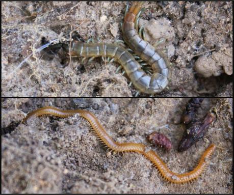 Día 3, parte 1: La Sierra de Chinchilla, de día Arriba: Scolopendra oraniensis. Abajo: Himantarium gabrielis.