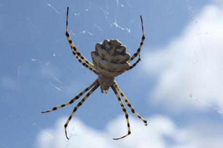 Día 3, parte 1: La Sierra de Chinchilla, de día Argiope lobata, hembra.