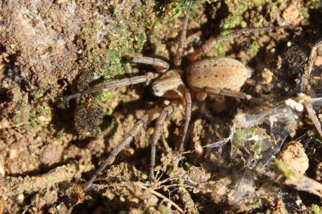 Día 3, parte 1: La Sierra de Chinchilla, de día Nomisia cf aussereri