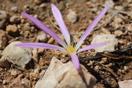 Día 3, parte 1: La Sierra de Chinchilla, de día Quitameriendas (Merendera montana). Durante estos días observamos muchos ejemplares, no solo en Chinchilla sino también en otros lugares de la provincia de Albacete, como en el sabinar de la laguna de los Ojos de Villaverde. La floración se activa con las lluvias de finales de agosto y alcanzan su apogeo entre ese mes y octubre.