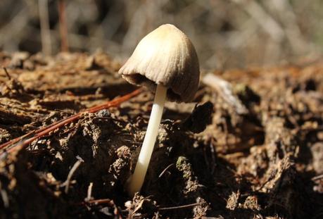 Día 3, parte 1: La Sierra de Chinchilla, de día ¿Mycena?