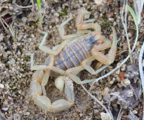 Día 3, parte 1: La Sierra de Chinchilla, de día Buthus occitanus