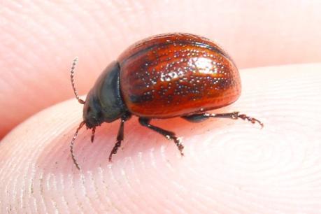 Día 3, parte 1: La Sierra de Chinchilla, de día Chrysolina diluta