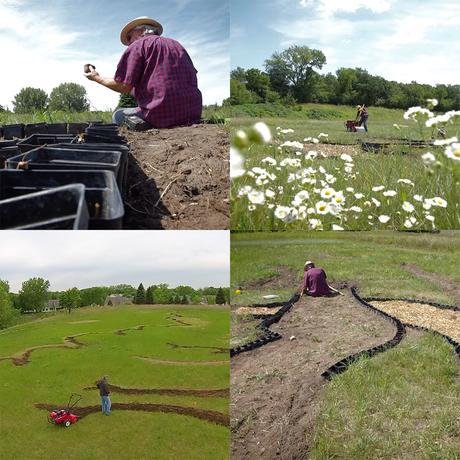 Artista Stan Herd planta campo Acres inspirado pintura Gogh 1889 