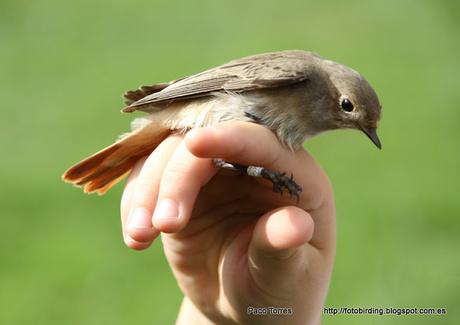 Phoenicurus phoenicurus, ♀, juv. Phoenicurus phoenicurus, ♀, juv.