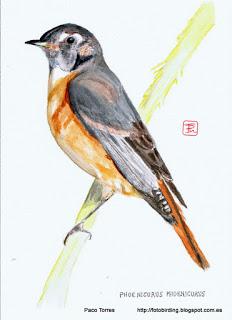 Phoenicurus phoenicurus, ♀, juv. Phoenicurus phoenicurus, ♀, juv.