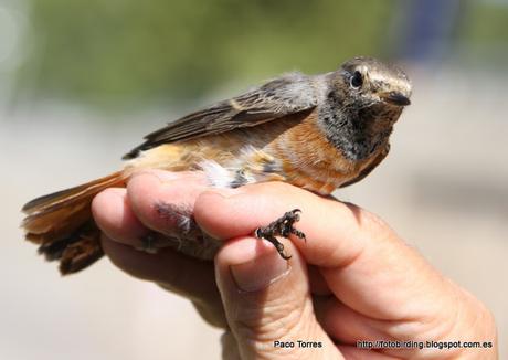 Phoenicurus phoenicurus, ♀, juv. Phoenicurus phoenicurus, ♀, juv.