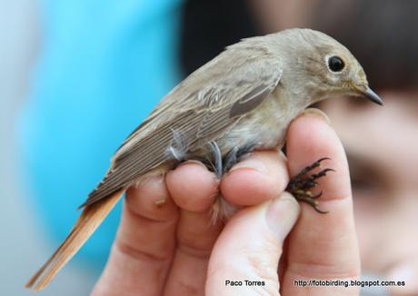 Phoenicurus phoenicurus, ♀, juv. Phoenicurus phoenicurus, ♀, juv.