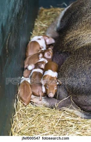 El cerdo de la protesta danesa. El cerdo de la protesta danesa.